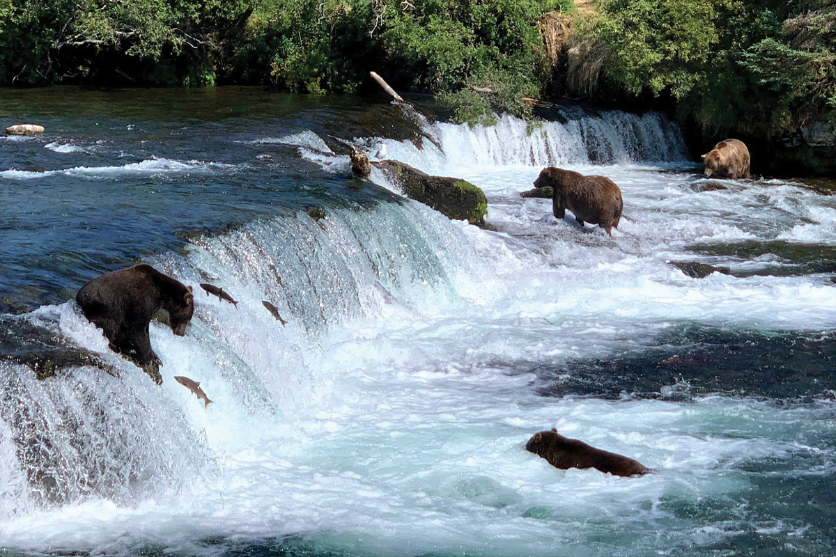 bears at brooks falls