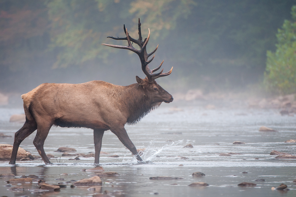 elk crossing river dream properties