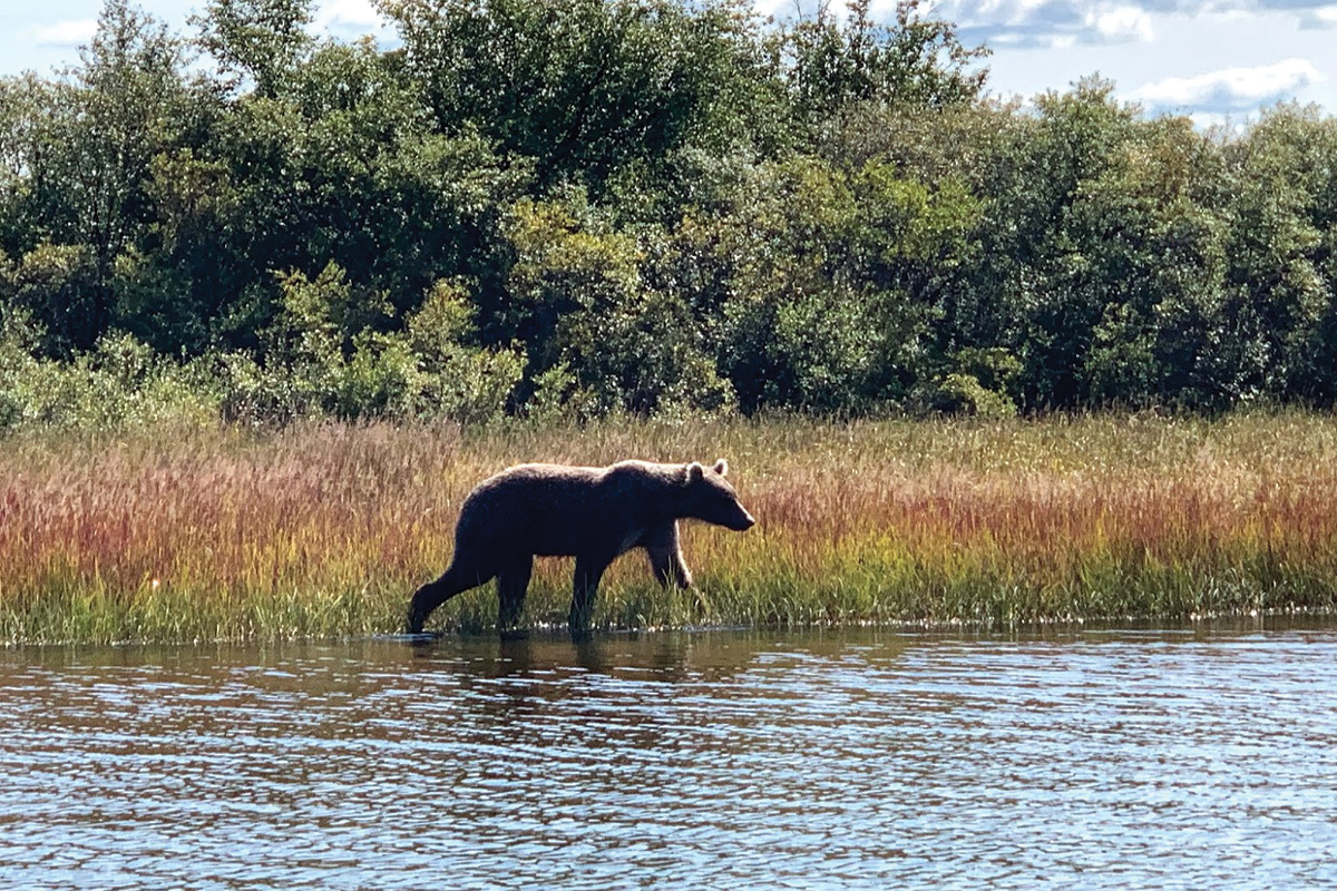 brown bear salmon fishing in alaska