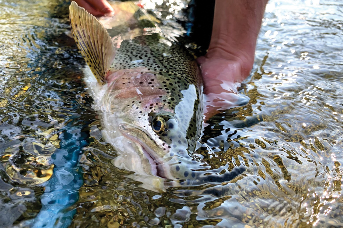 rainbow salmon fishing in alaska