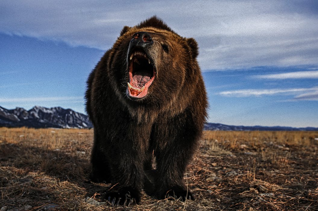 Man Kills Kodiak Bear Inside Neighbor’s House with a 12Gauge