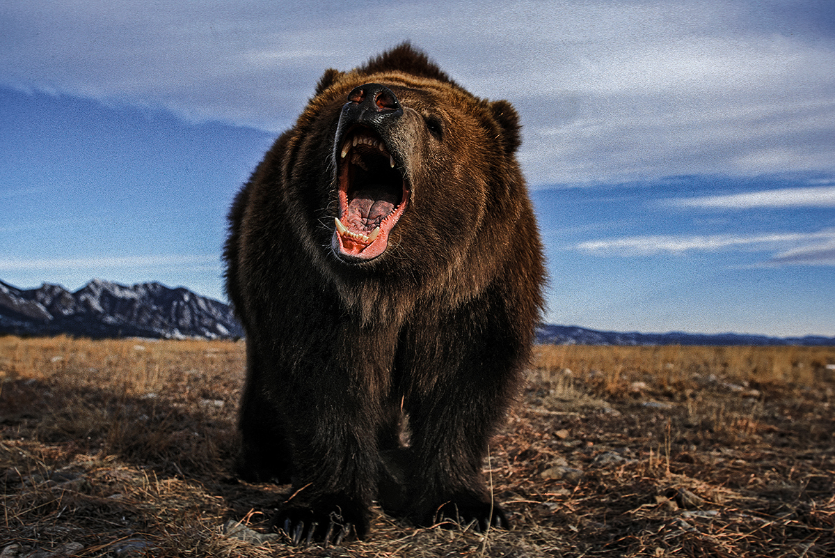 Man Kills Kodiak Bear Inside Neighbor's House with a 12-Gauge