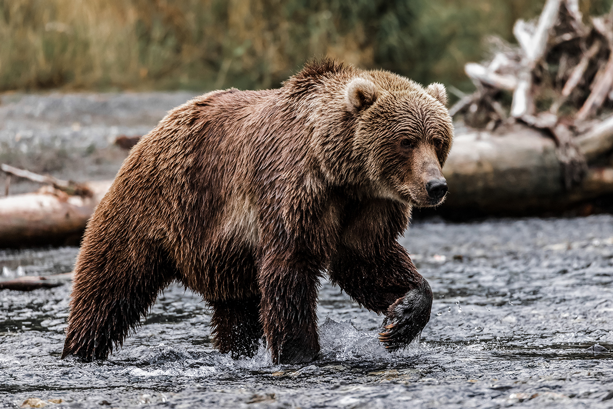 Kodiak hardware store owner recovers from bear attack - Alaska Public Media