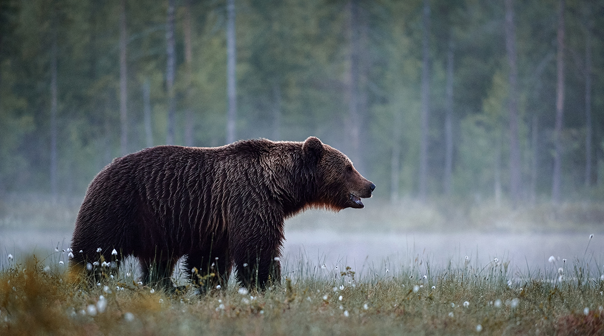 brown bear