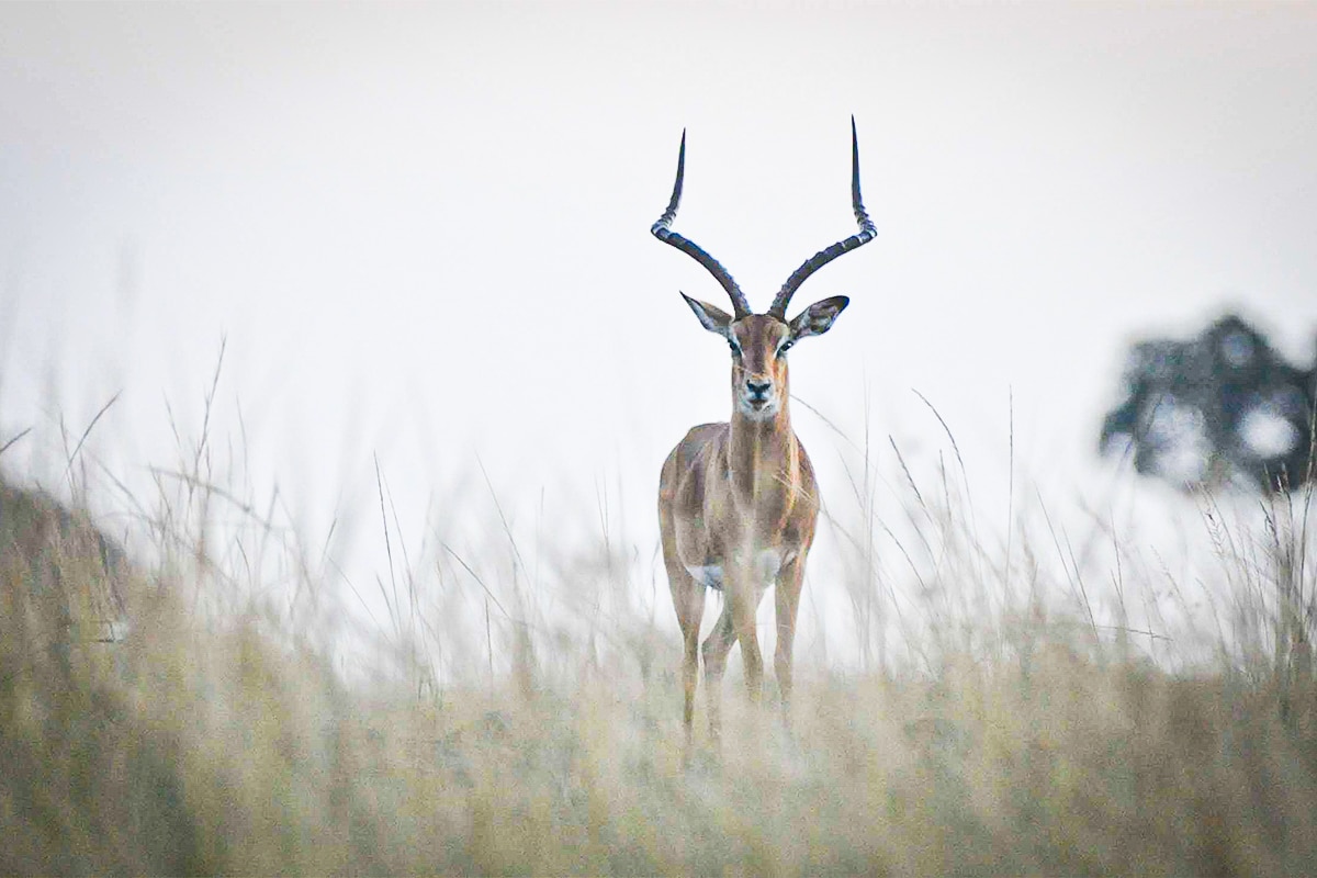 persistence hunting atlatls