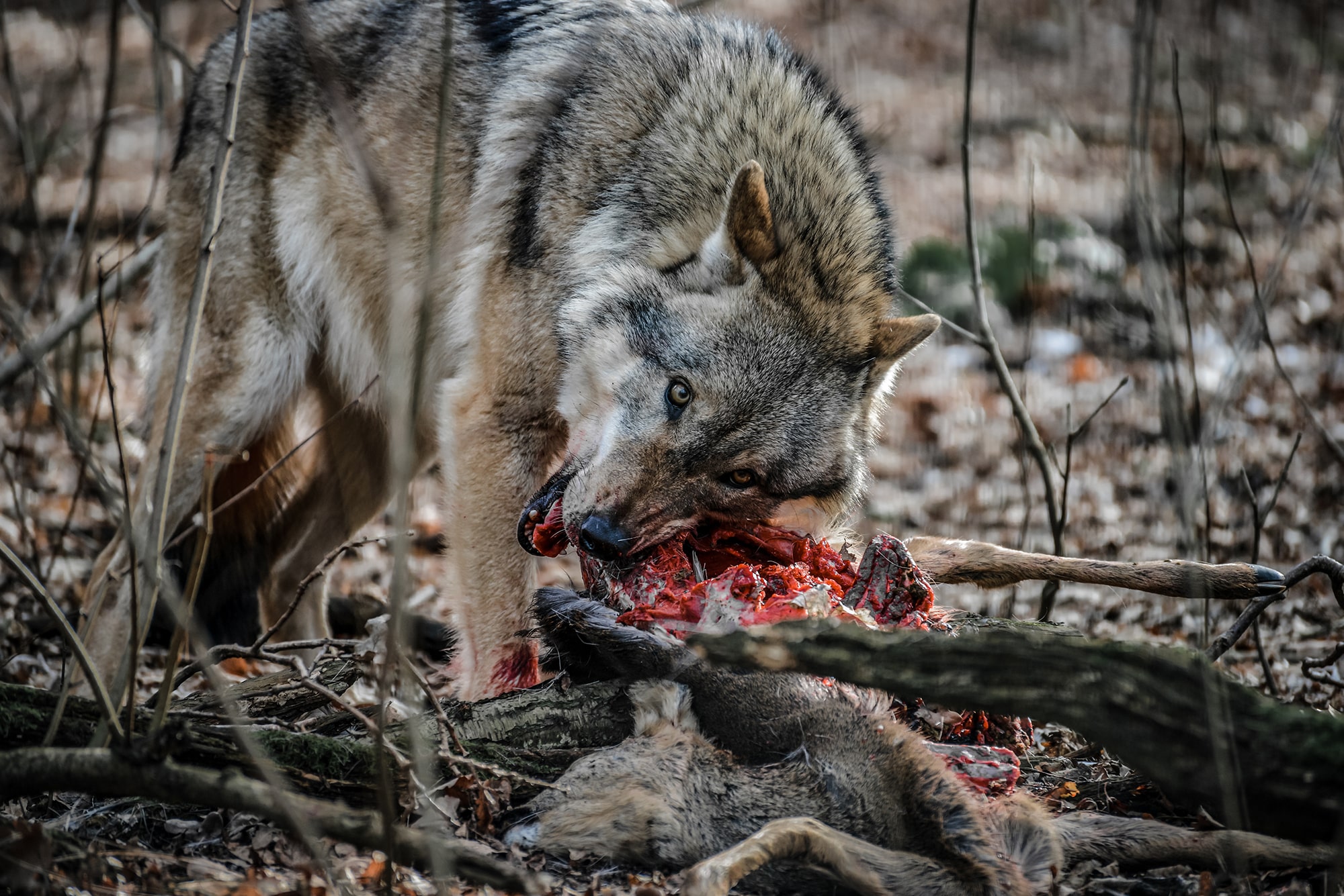 wolves in new york