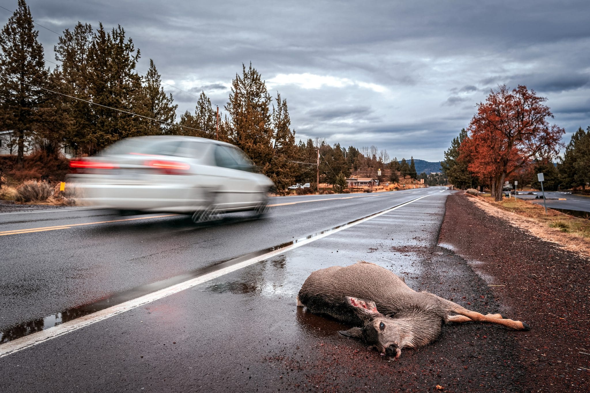 dead deer on the road