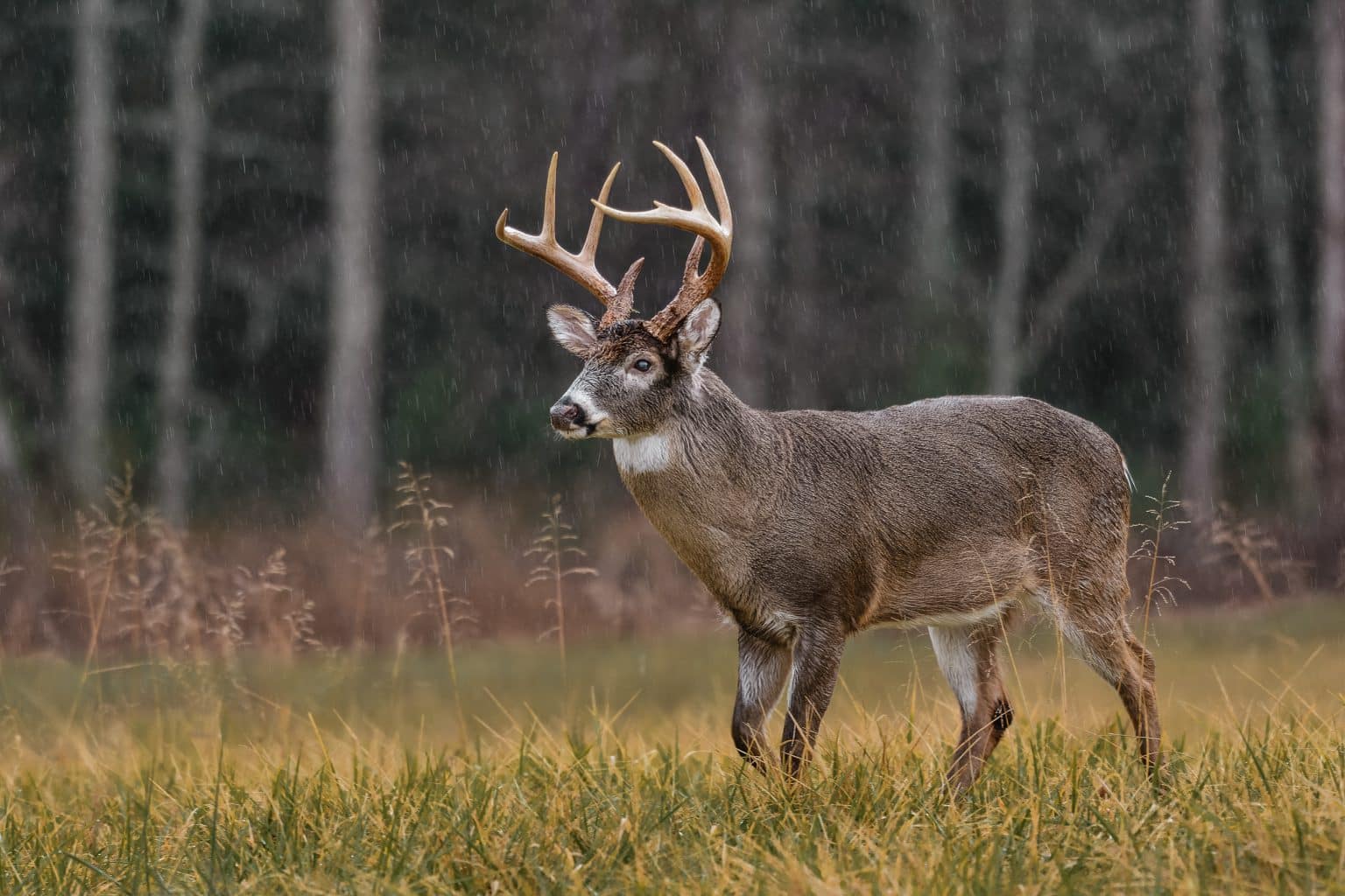 A Big Buck Expert On Deer Hunting in the Rain