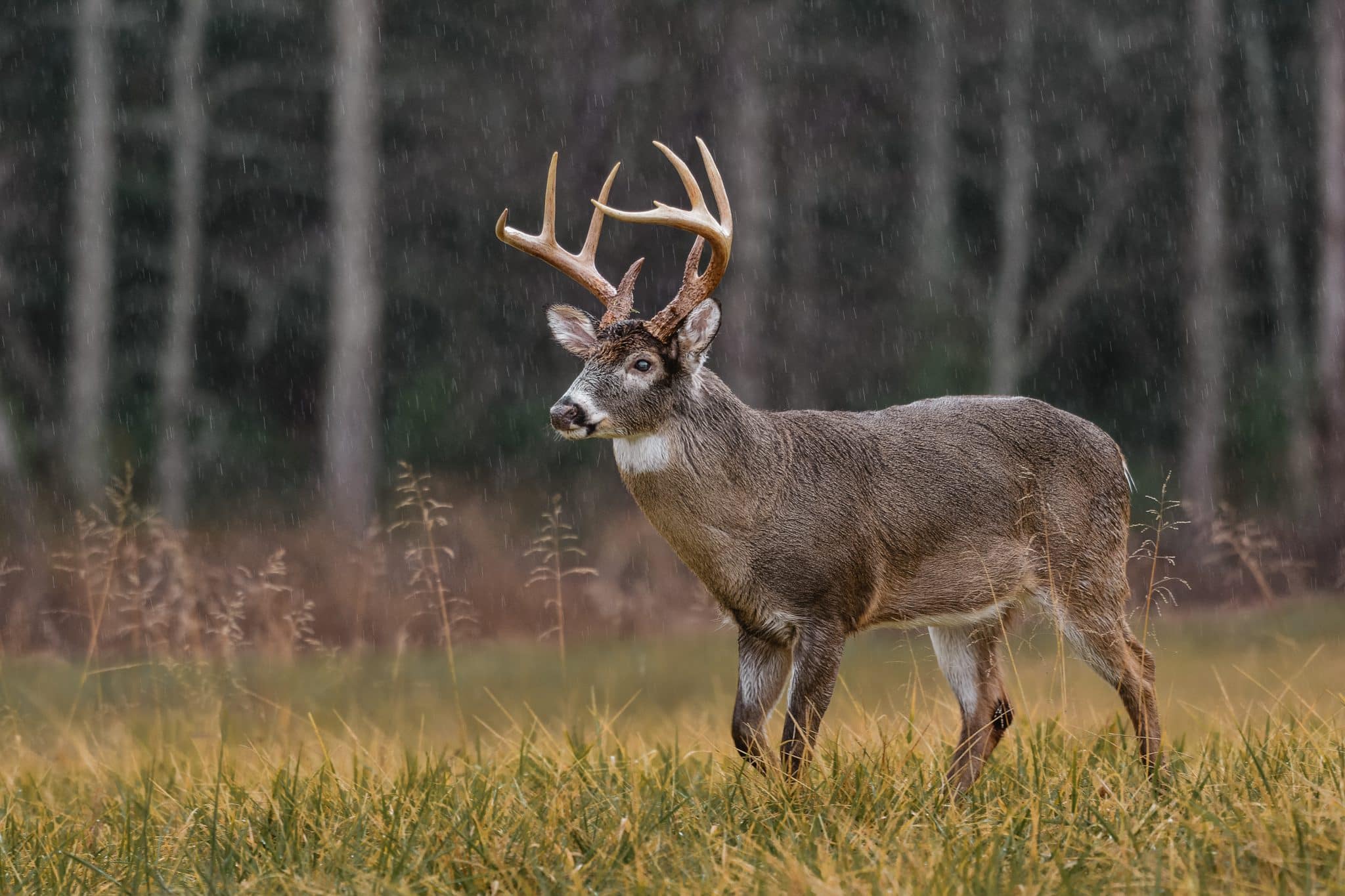 The Whitetail Advantage: Understanding Deer Behavior for Hunting