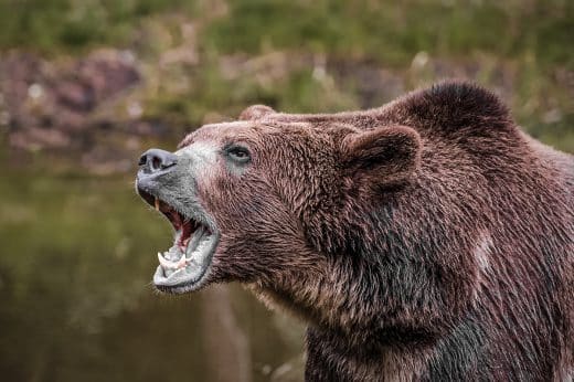 grizzly attack