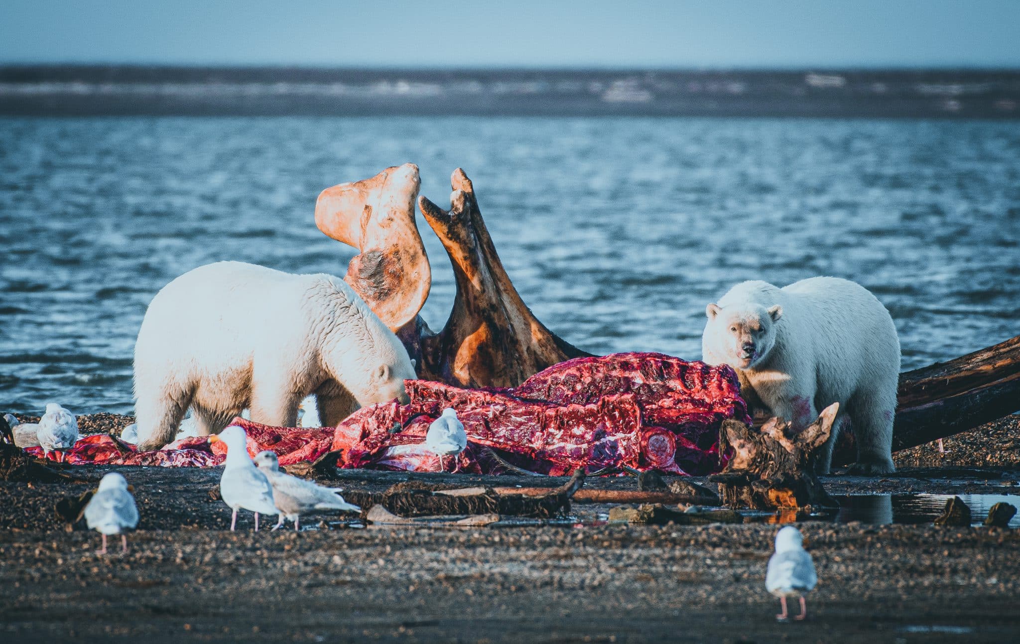 polar bear ancient hunters