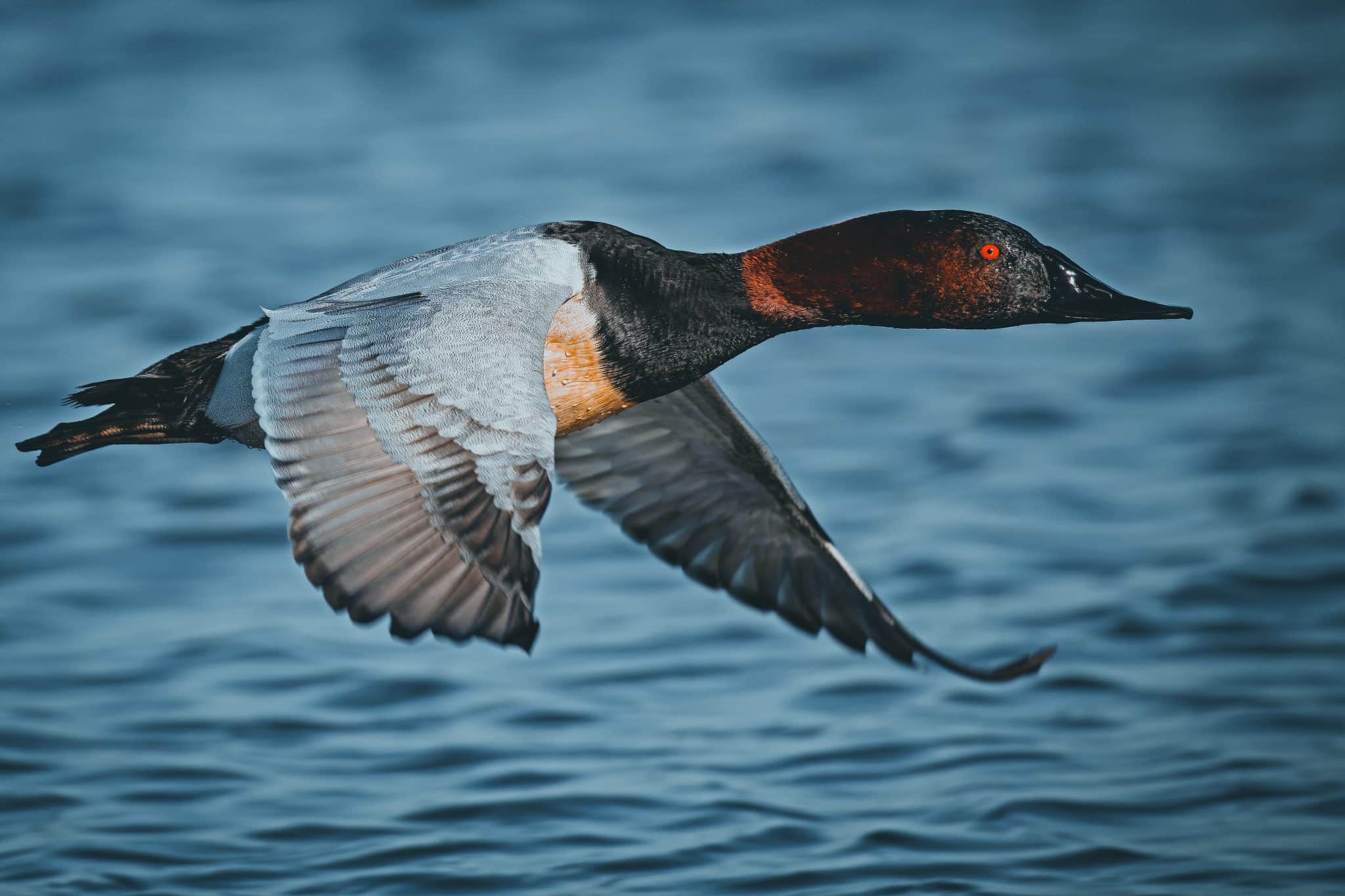 hunting forecast waterfowl