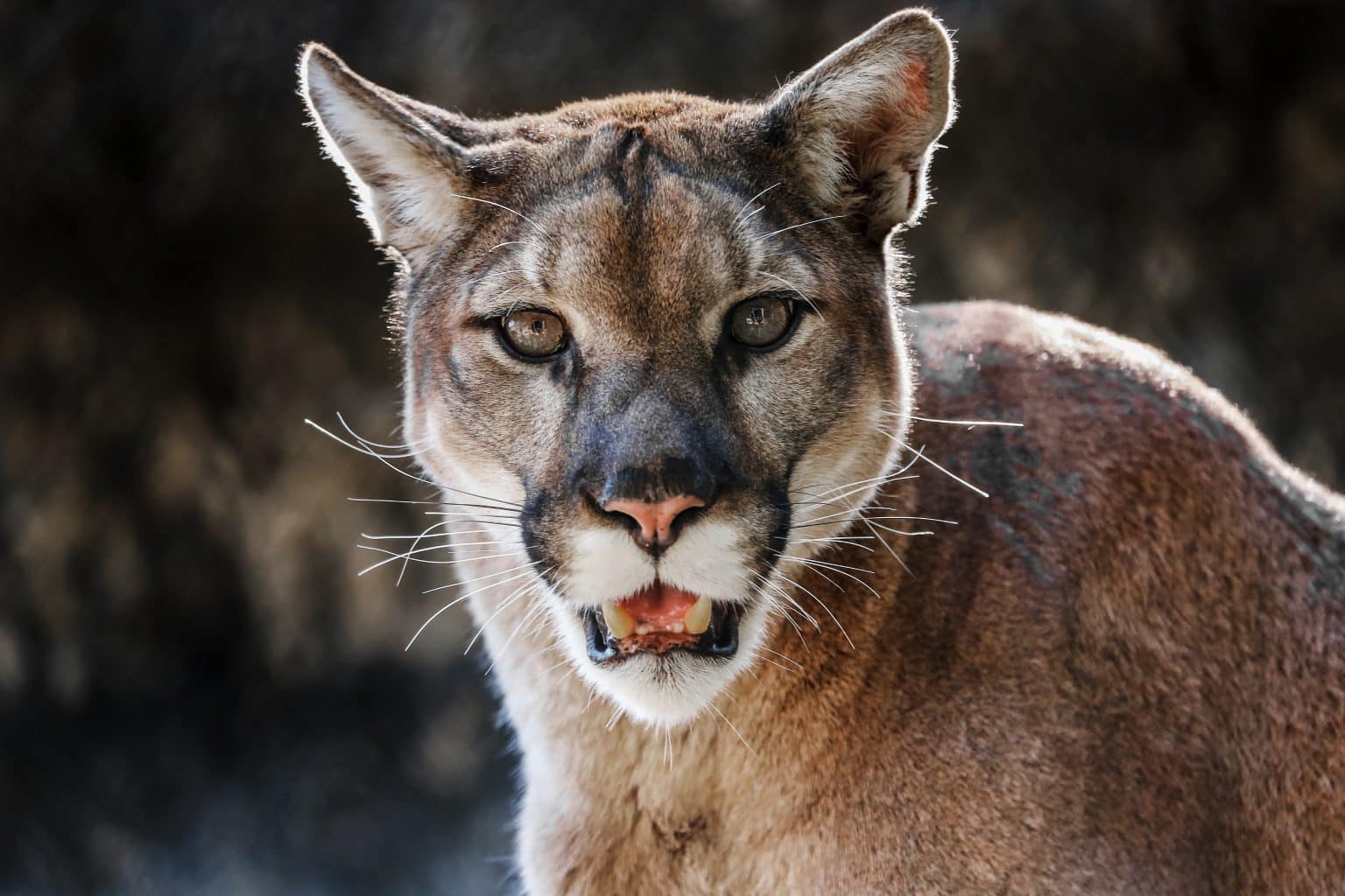 Major Mountain Lion Hunting and Trapping Fight Boils in Texas