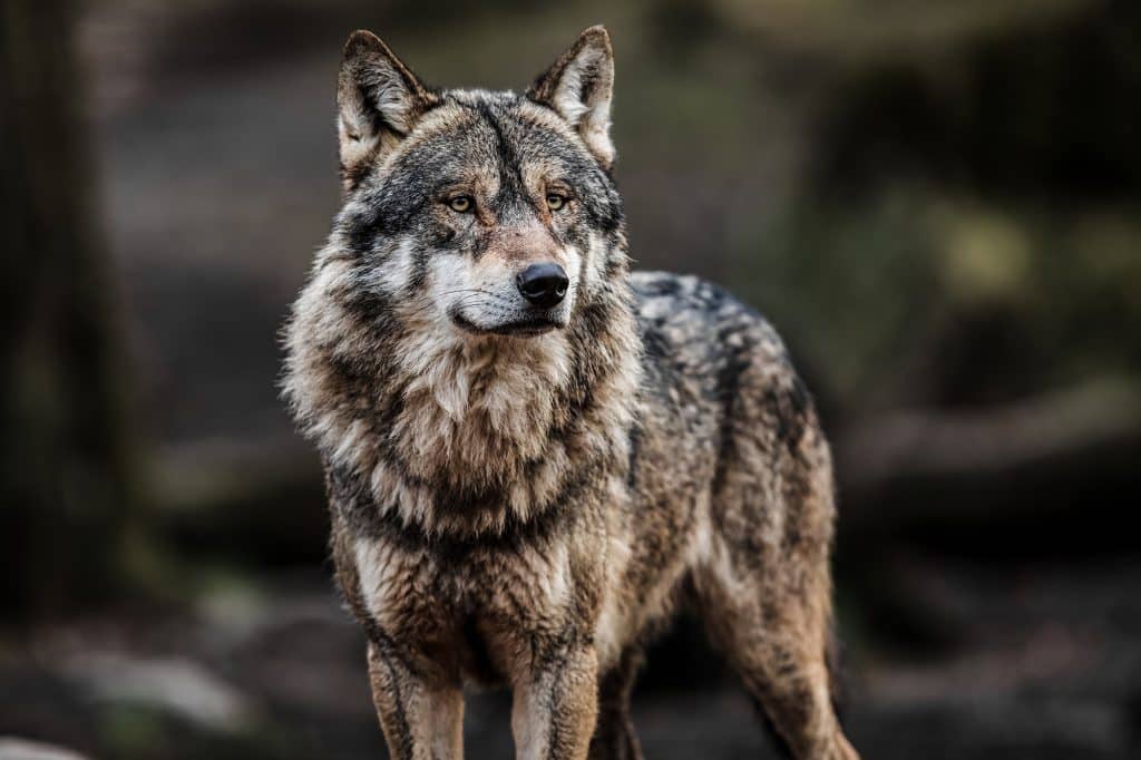 There Are Gray Wolves In New York Says Dna Of Hunters Kill