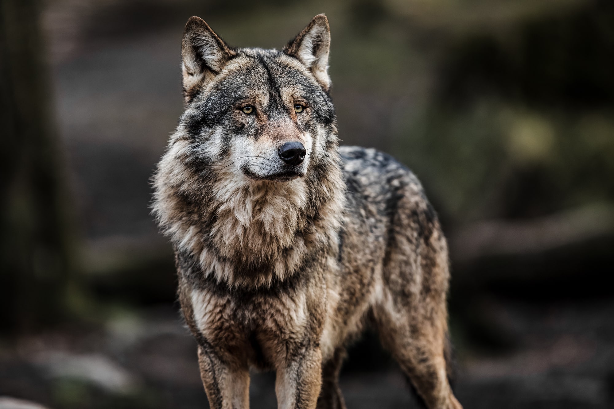 There Are Gray Wolves In New York Says DNA of Hunter’s Kill