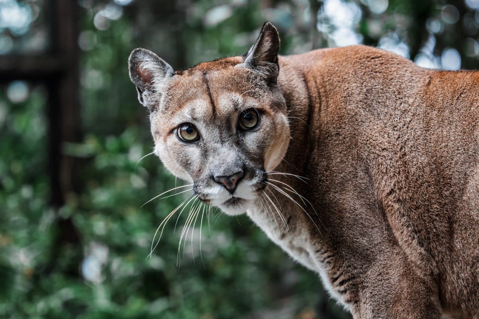 Major Mountain Lion Hunting and Trapping Fight Boils in Texas