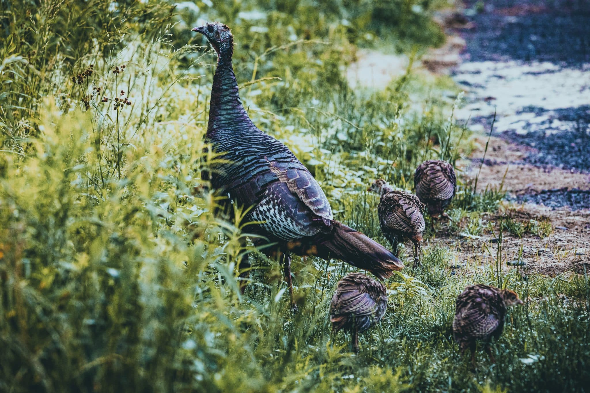 hunting forecast wild turkey