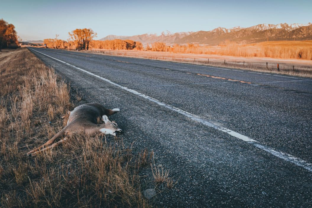 Roadkill Rules 30 States That Let You Keep Dead Deer