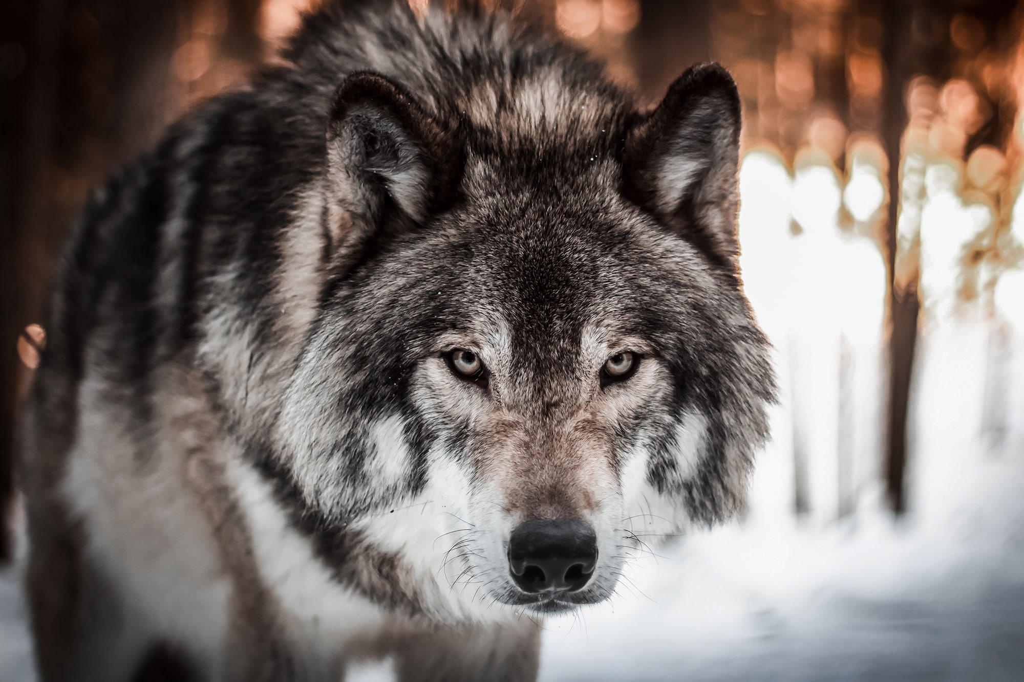 There Are Gray Wolves In New York Says DNA of Hunter’s Kill