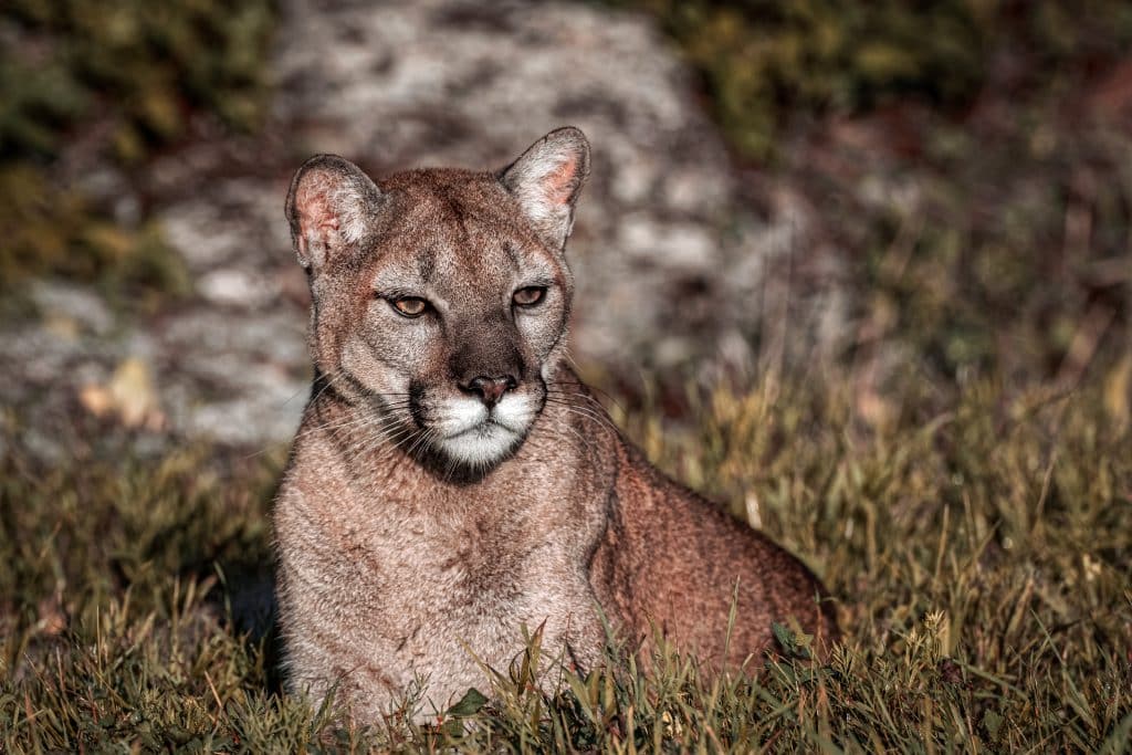 Major Mountain Lion Hunting and Trapping Fight Boils in Texas