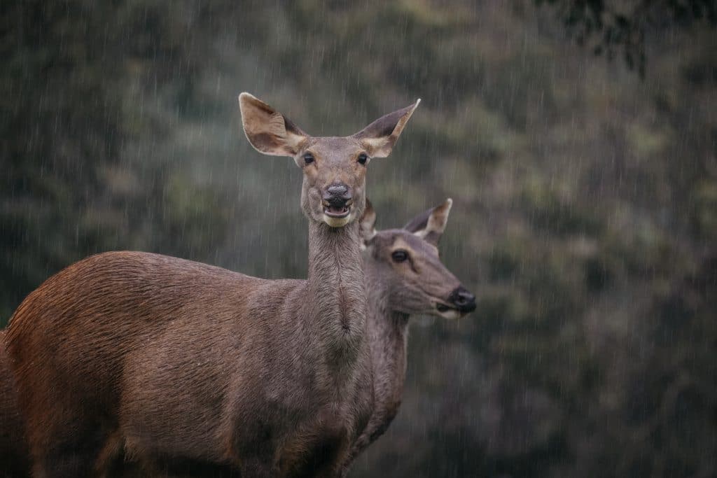 A Big Buck Expert On Deer Hunting in the Rain