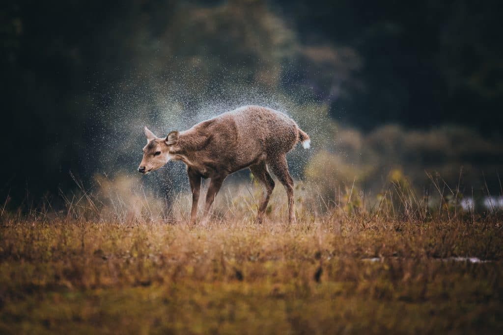 A Big Buck Expert On Deer Hunting in the Rain