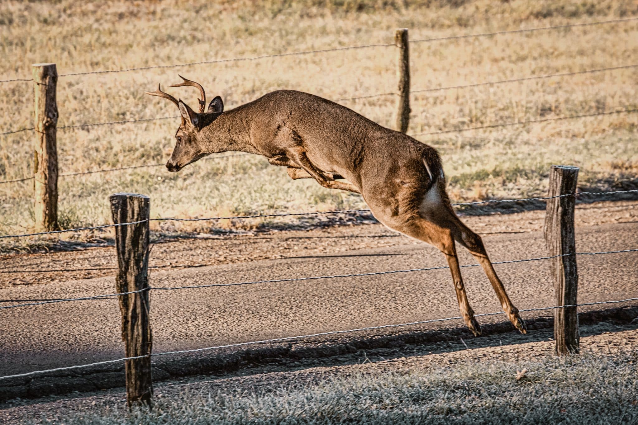 dead deer