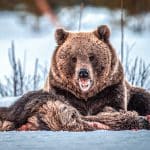 grizzly crashes wedding