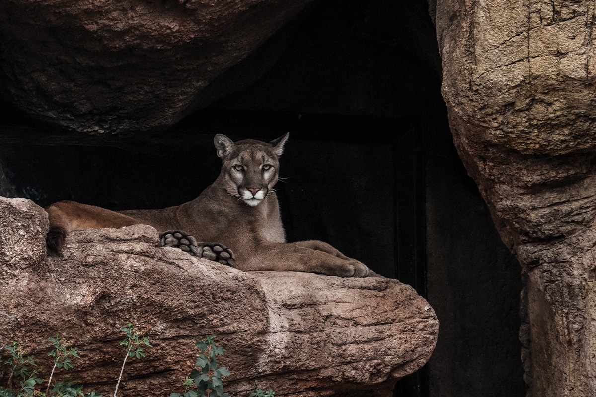 mountain lion texas