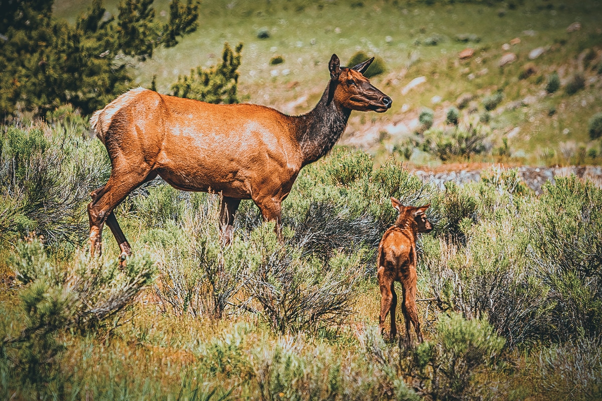 hunting forecast elk