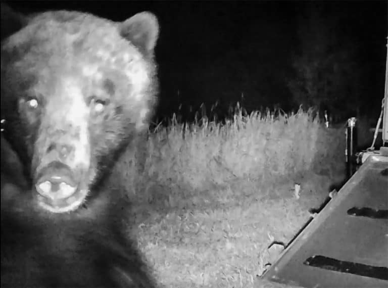 Investigators: Bear Went For The Kill In Fatal Montana Grizzly Attack