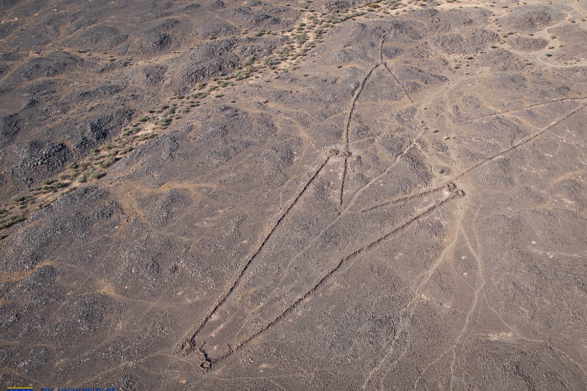 desert kite hunting