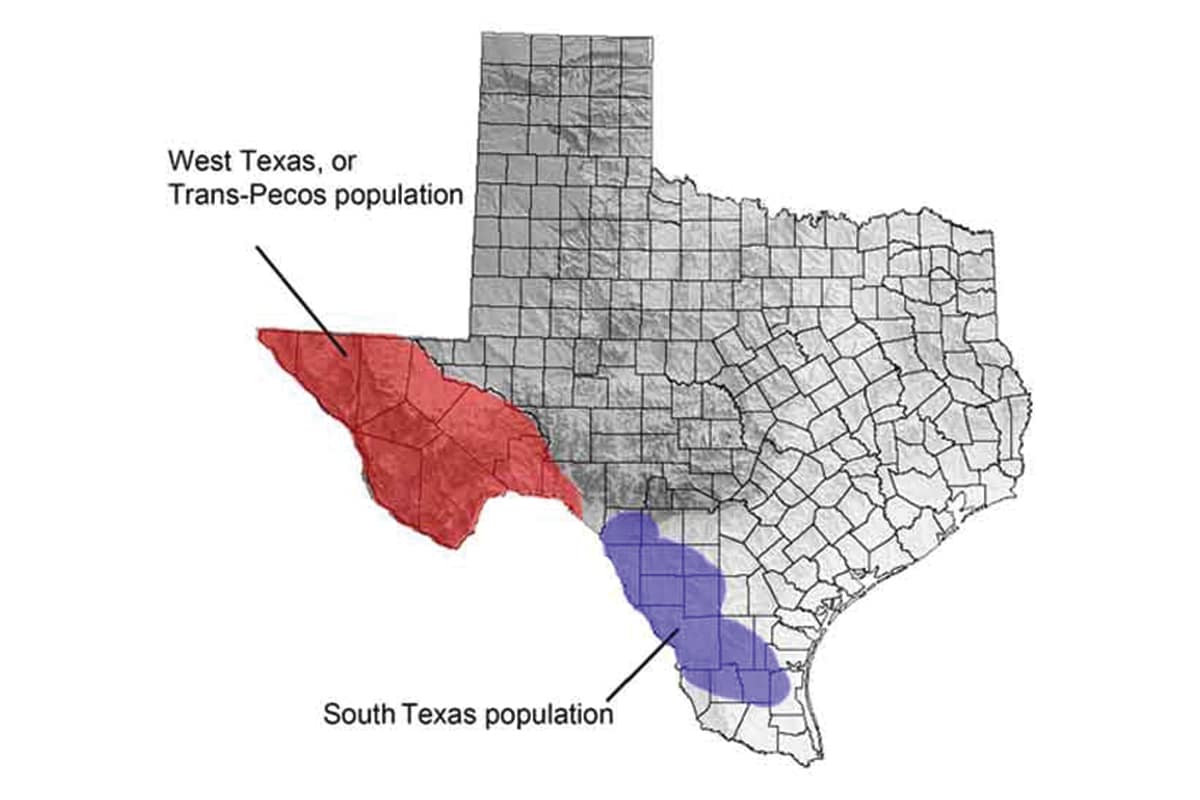 texas mountain lion map