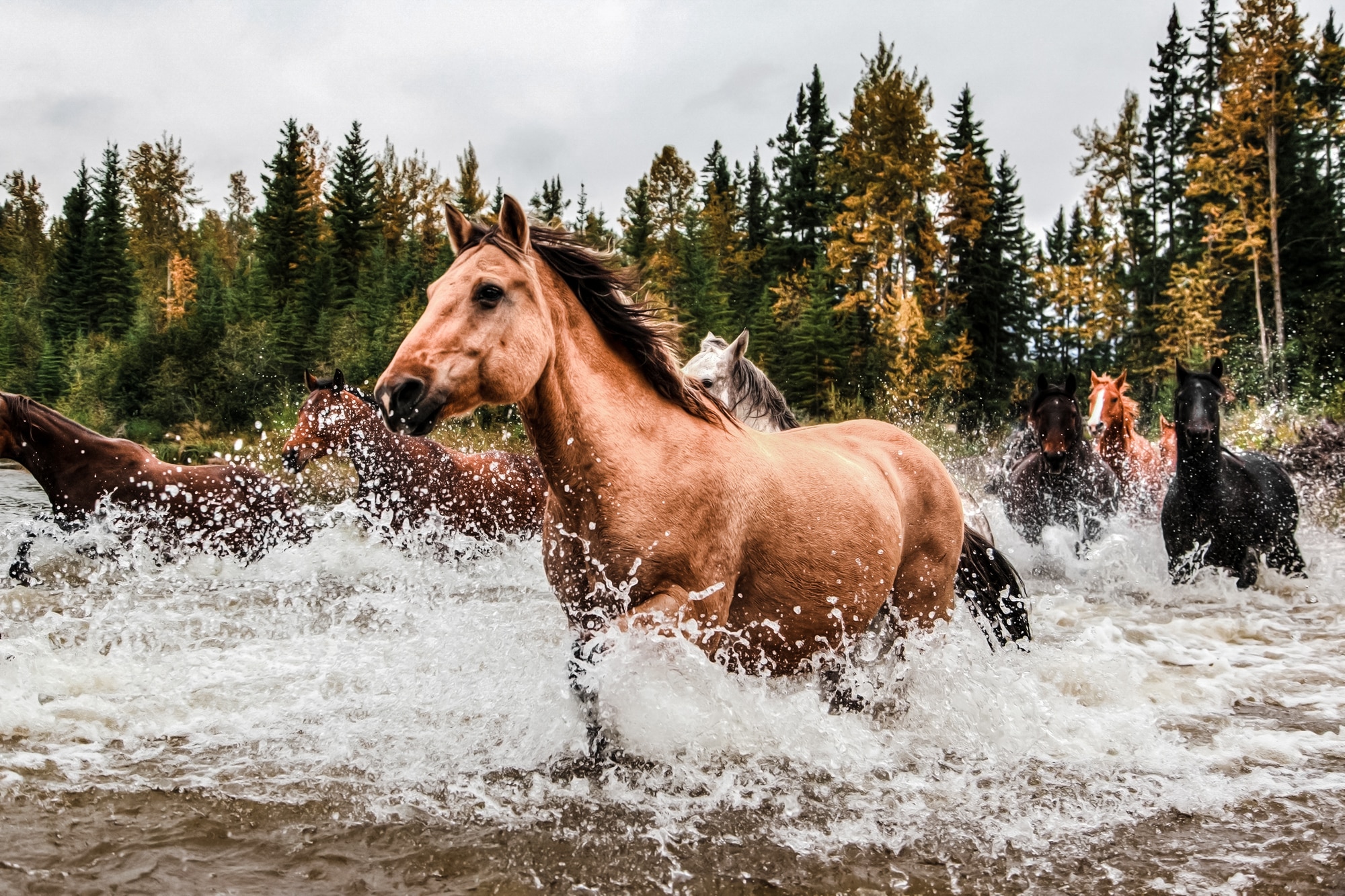 wild horses