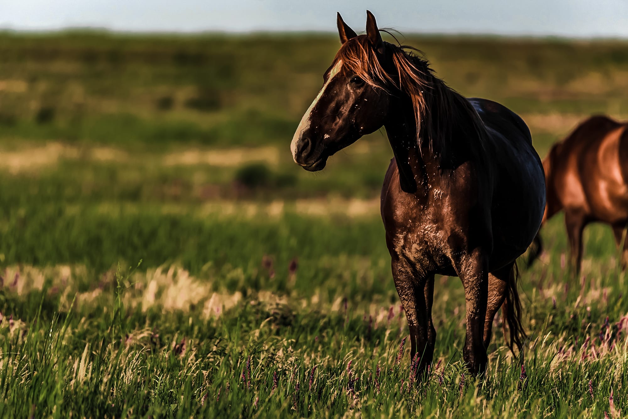 wild horses