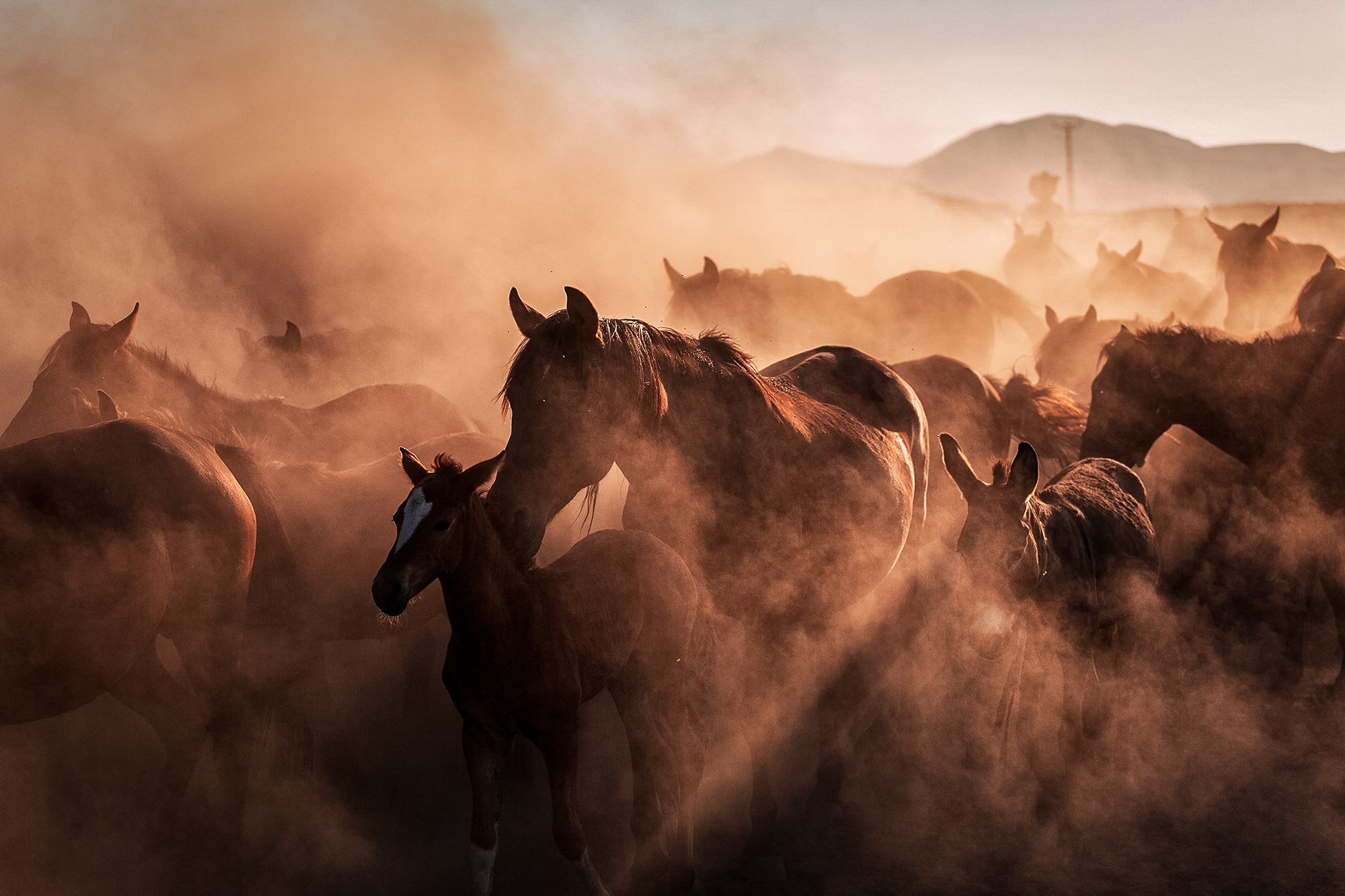 Wild Horse Island Codes (December 2023) - Gamer Journalist