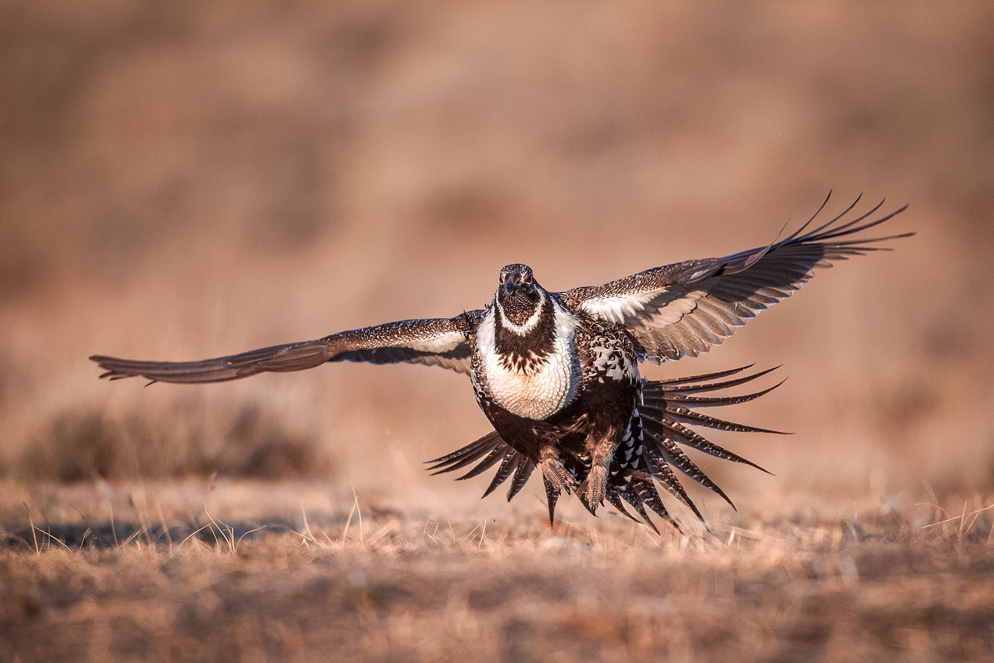 sage grouse