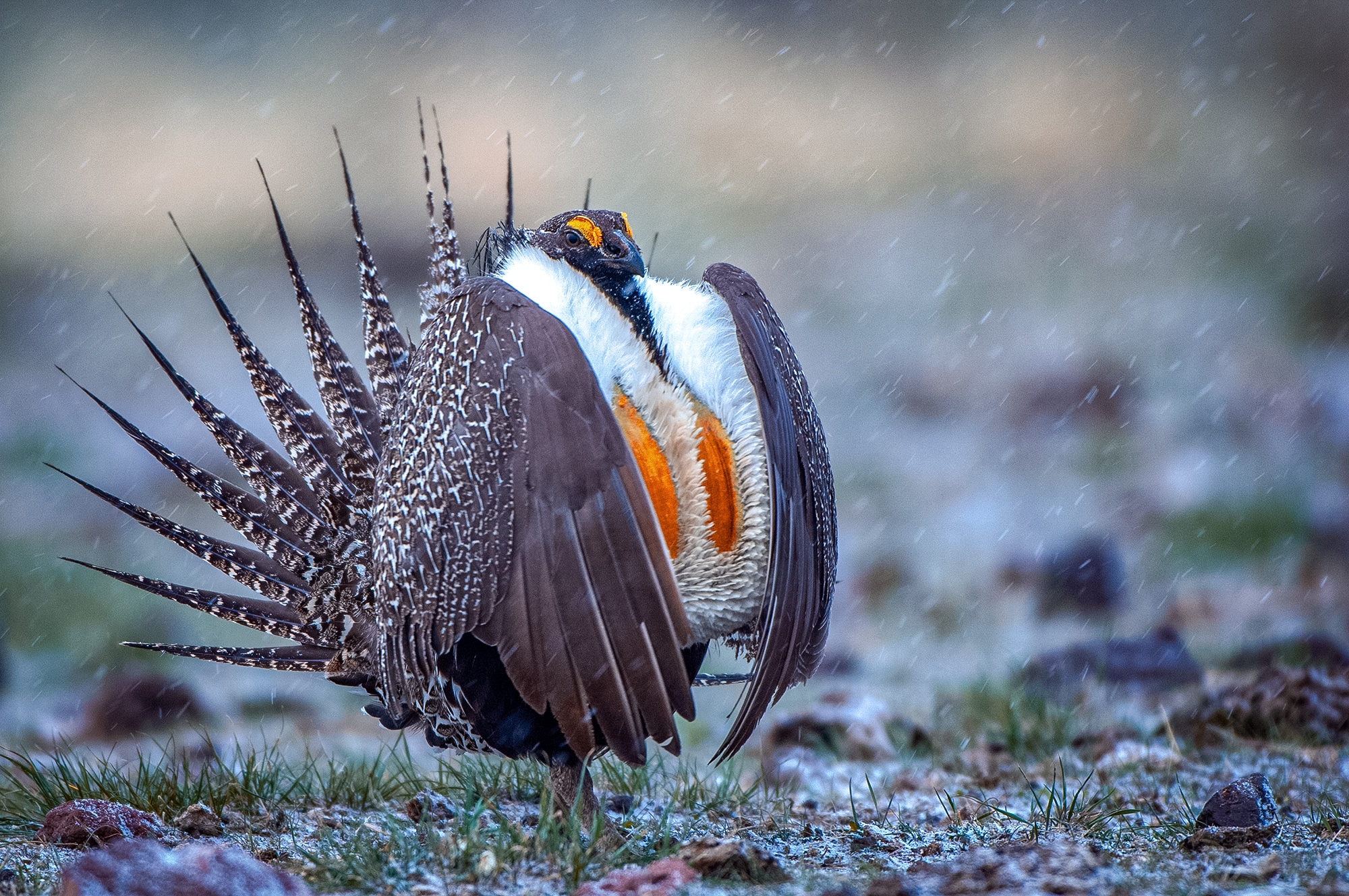 sage grouse