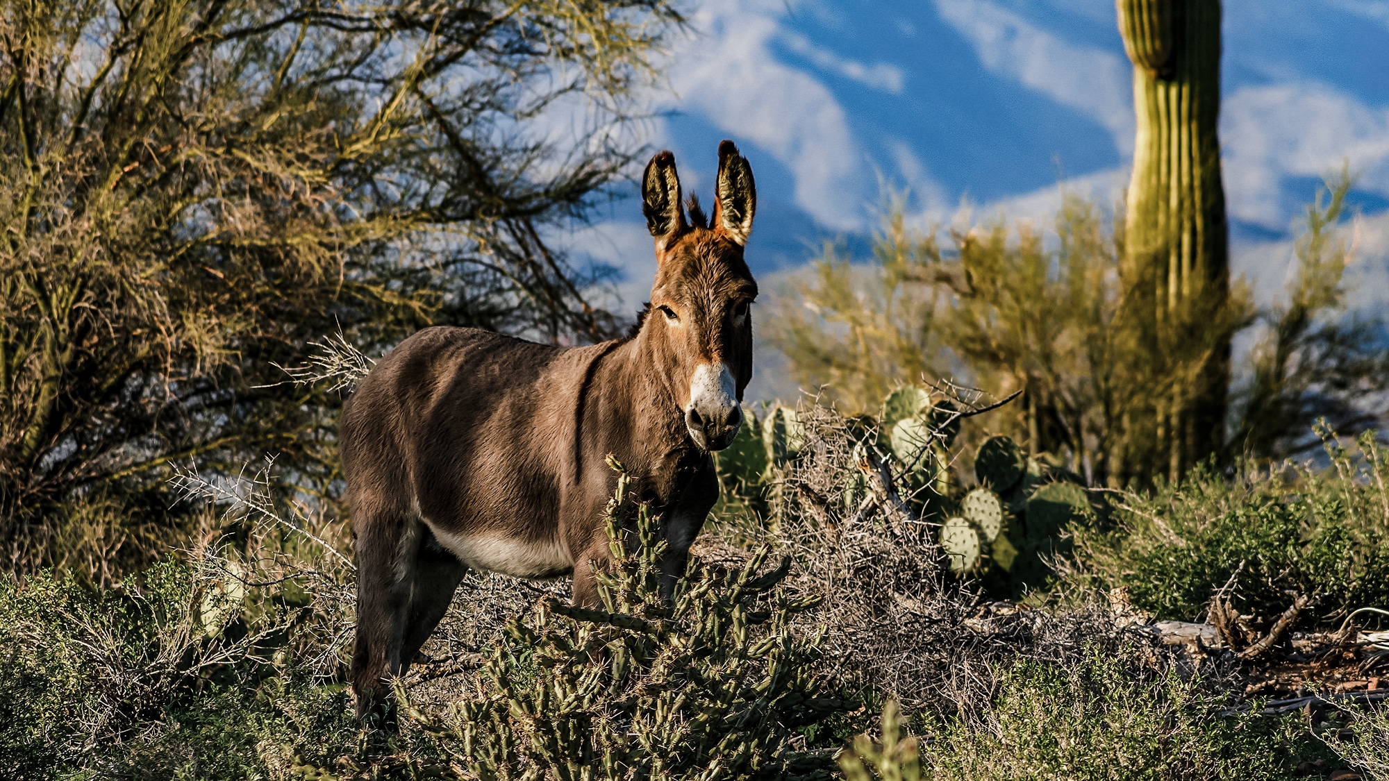 wild horses