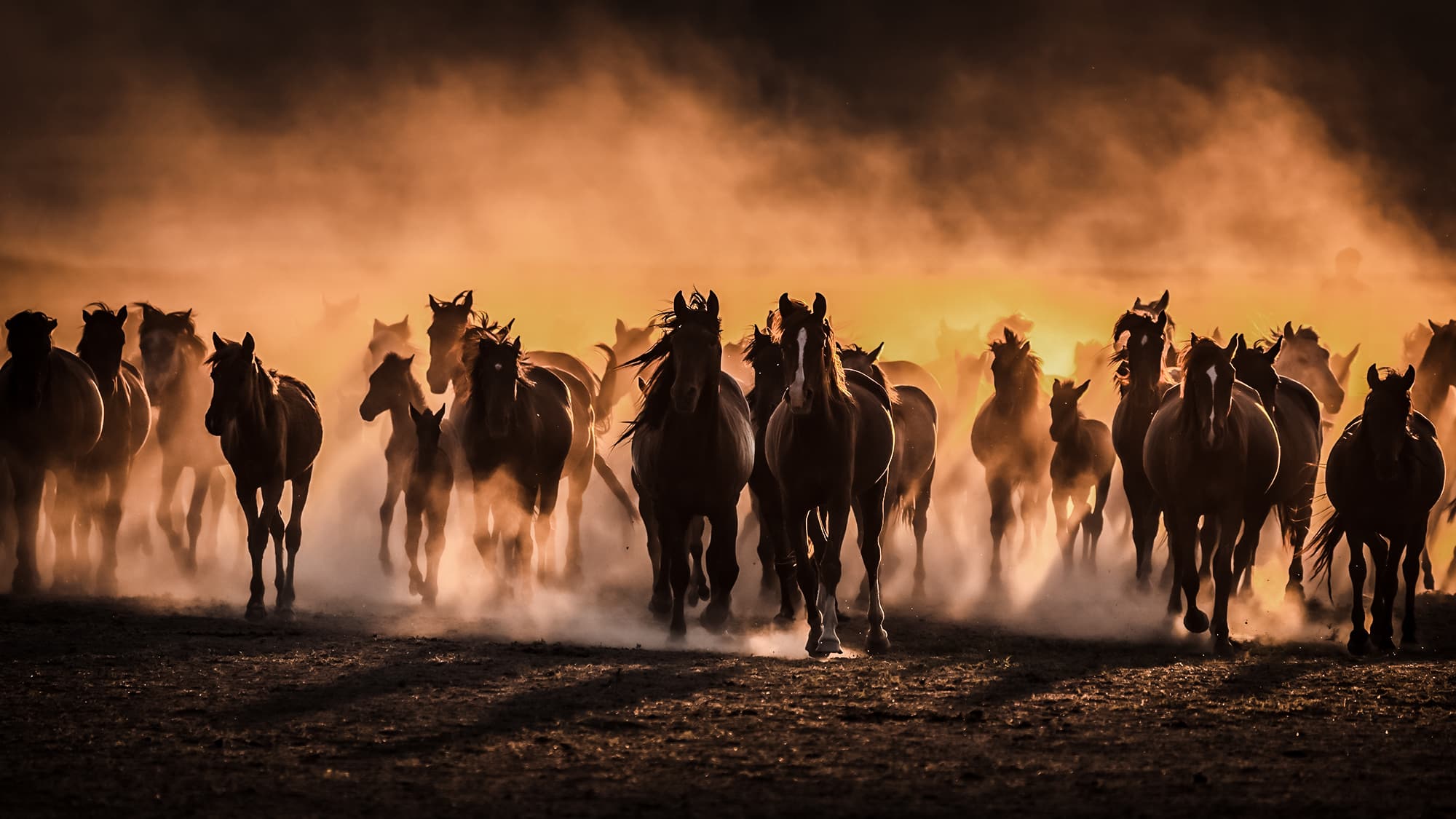 wild horses