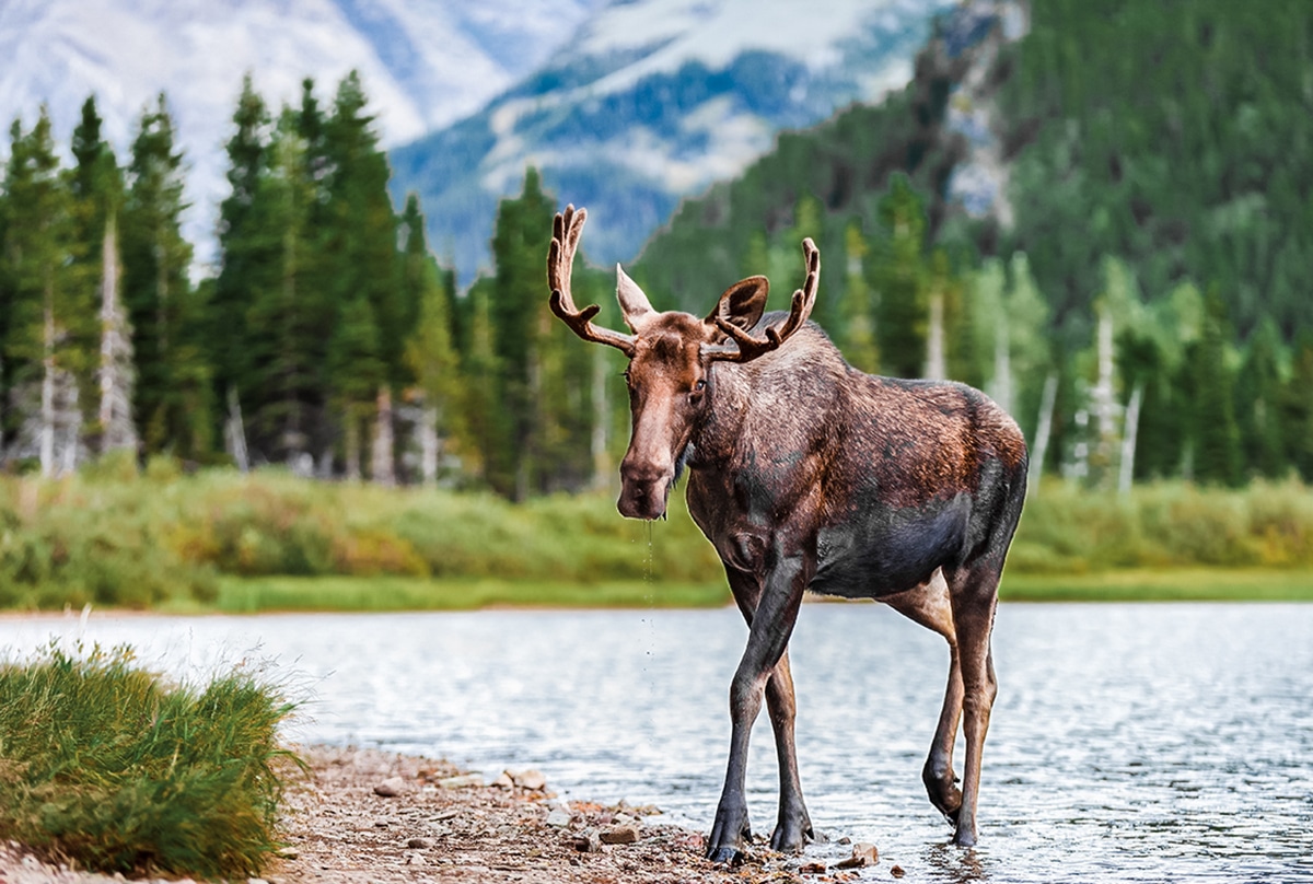 charging moose