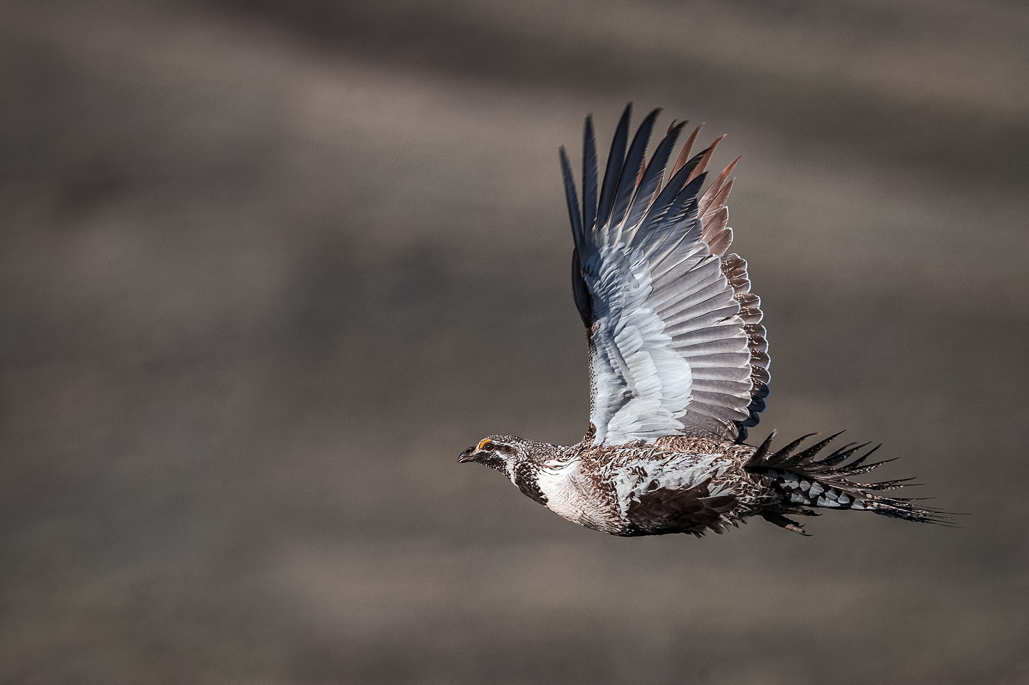 sage grouse