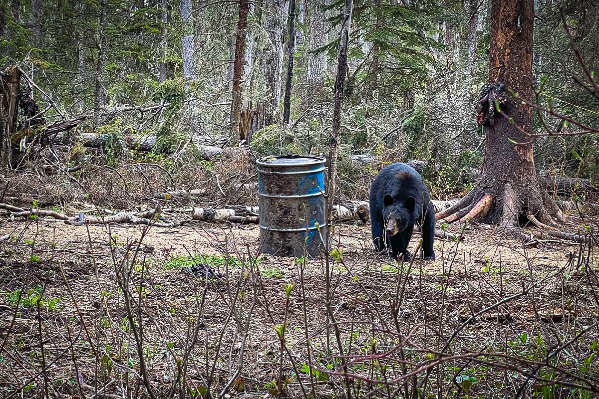 black bear beaver