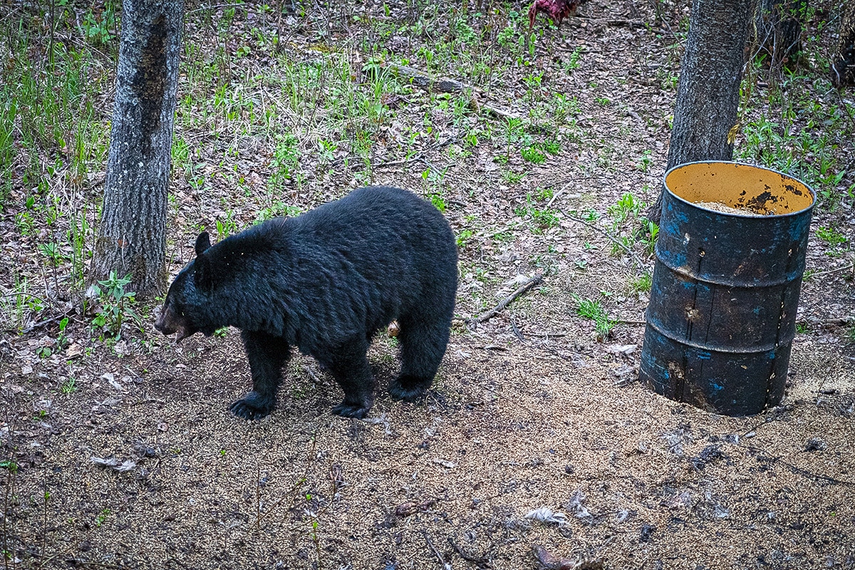 black bear sow