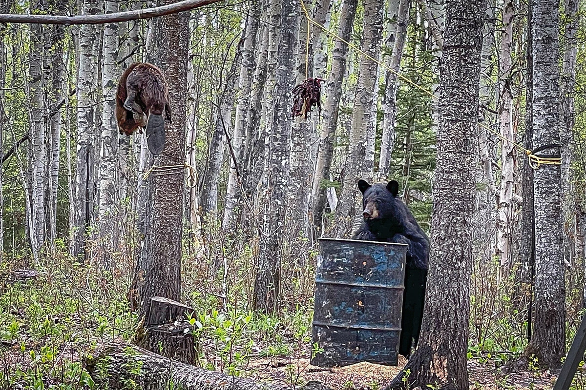 bear baiting