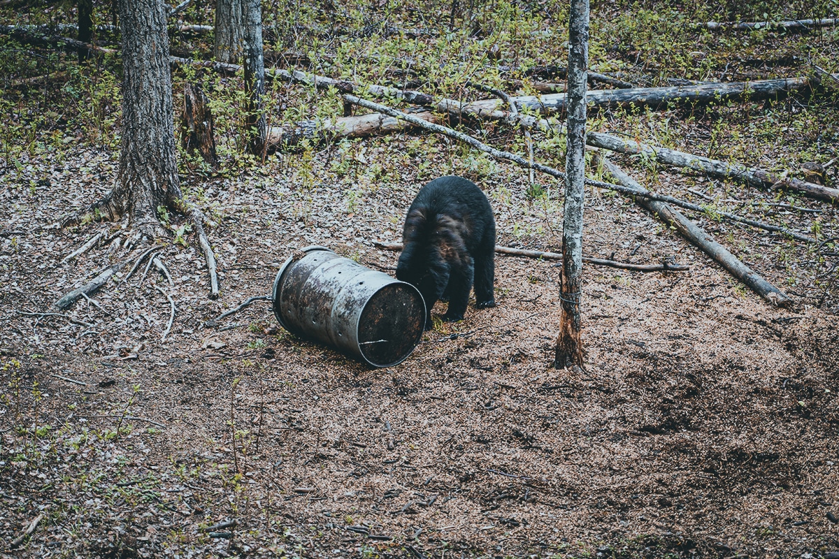 Baiting For Black Bears