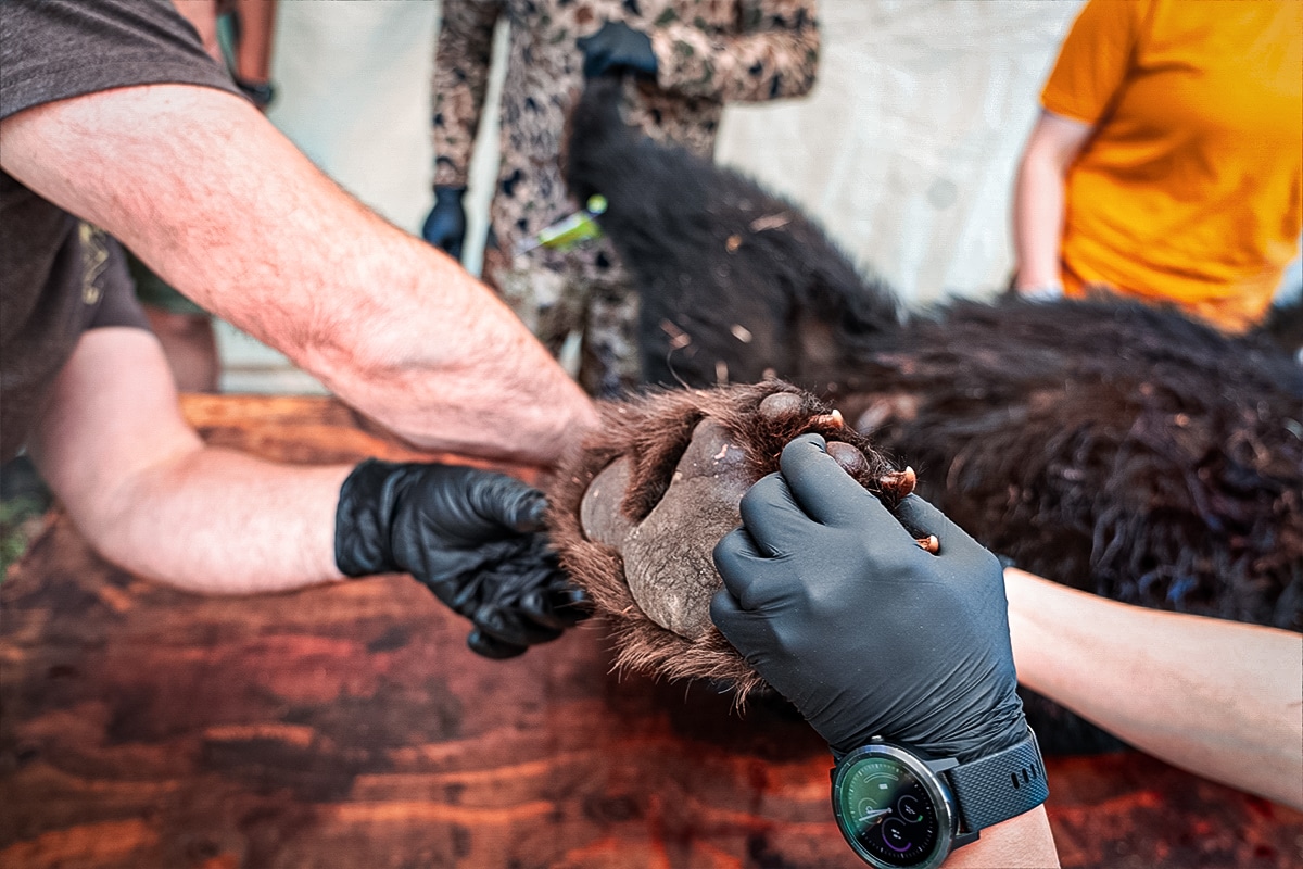 skinning black bear