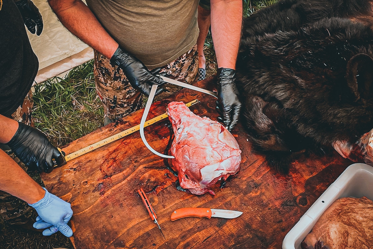 measuring skull