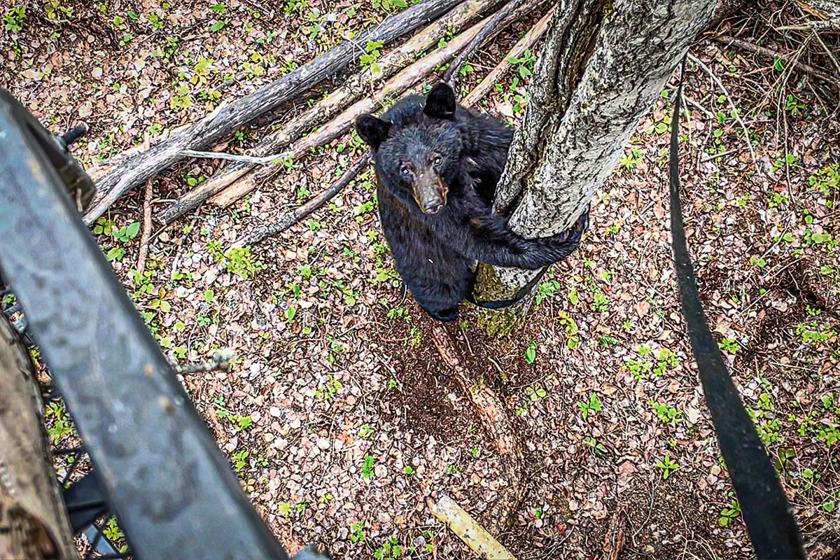 bear in tree