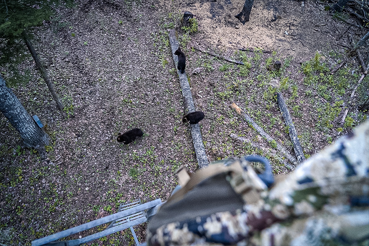 sow and three cubs